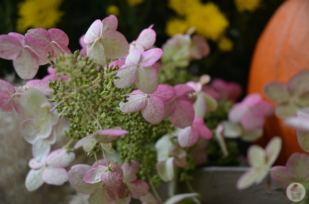 How to Decorate Fall Window Boxes :: HoosierHomemade.com