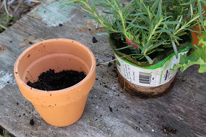 Planting Herbs