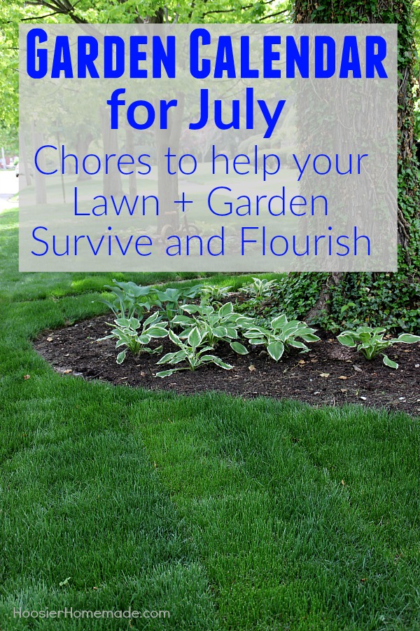 The Garden Calendar for July is packed with chores that will make your lawn and garden survive and flourish during the summer heat that comes along with the summer months. It will also set you up for a beautiful fall.