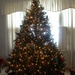 Main Tree Main Tree