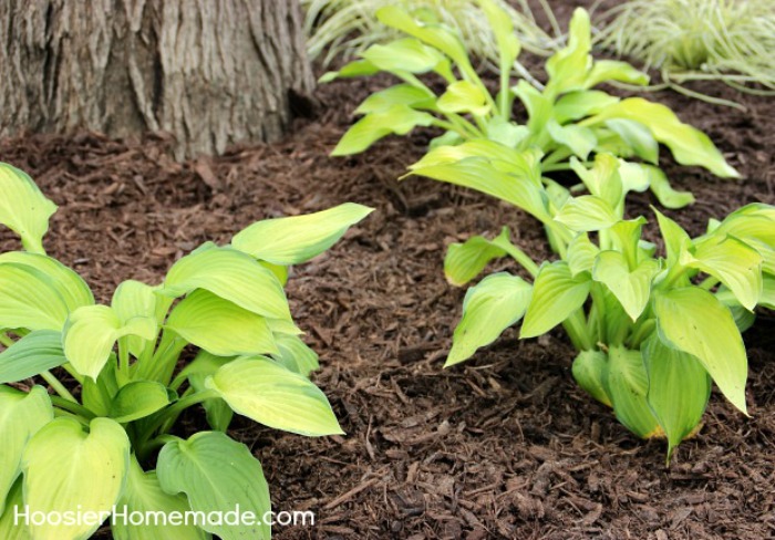 Hosta Plants for shade