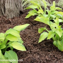 Shade Plants for Problem Landscapes | HoosierHomemade.com