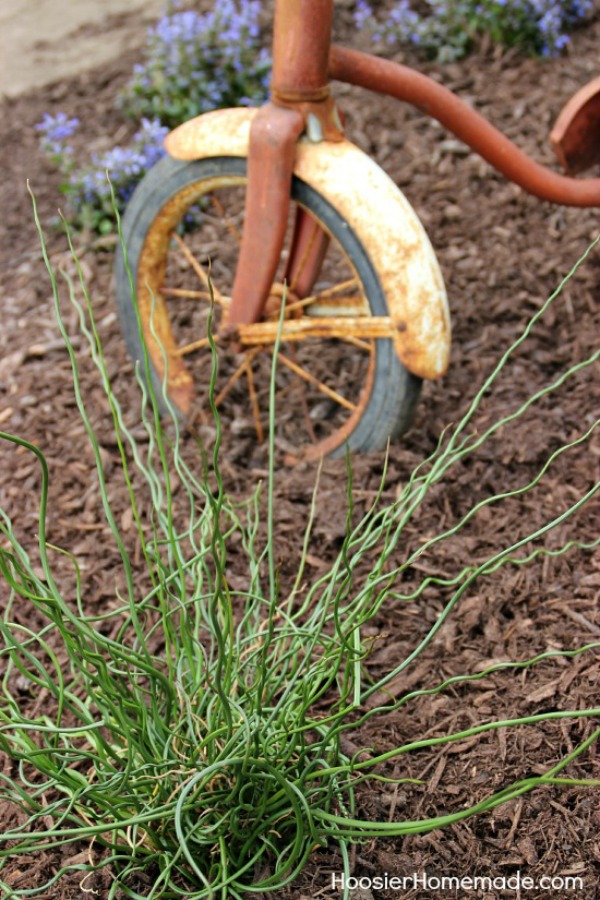 Shady areas of your yard can be difficult but it doesn't have to be if you know what type of plants you need. These Shade Plants will thrive and make your landscaping beautiful!