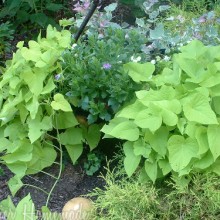 Potato Vine.3