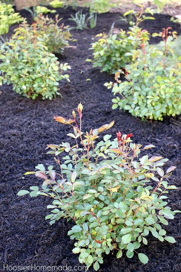 HOW TO DESIGN A SMALL ROSE GARDEN - Learn how to design and plant your own rose garden