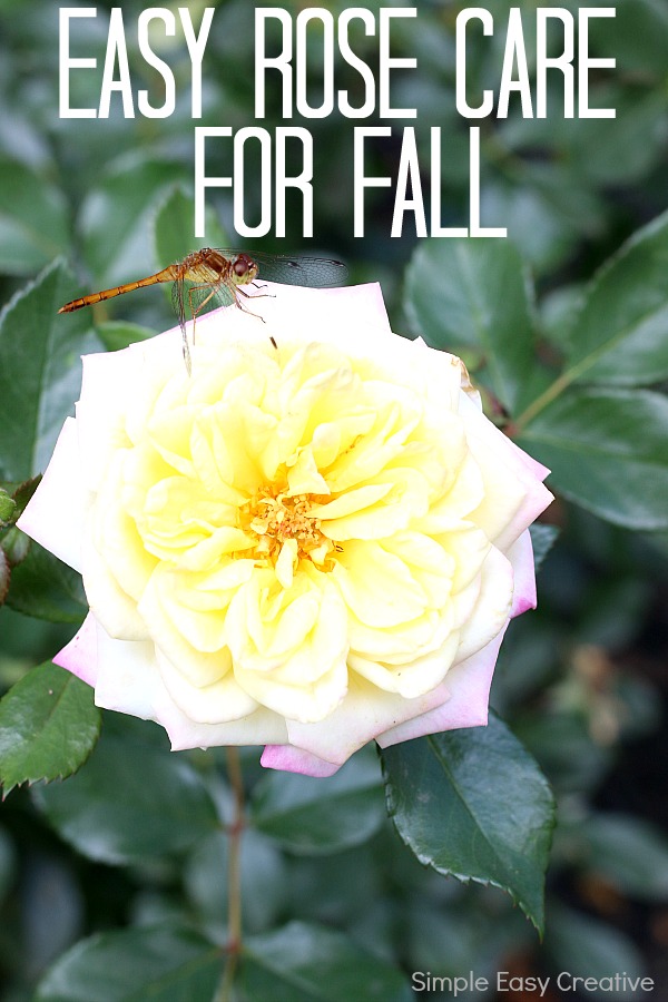 EASY ROSE CARE FOR FALL