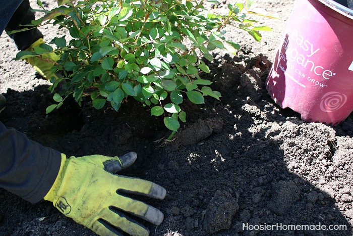 HOW TO DESIGN A SMALL ROSE GARDEN - Learn how to design and plant your own rose garden