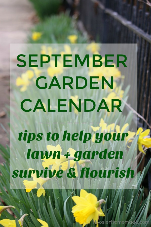 SEPTEMBER GARDEN CALENDAR is packed with chores that will make your lawn + garden survive and flourish! Get your lawn ready for winter! Plant Spring Bulbs! And more!