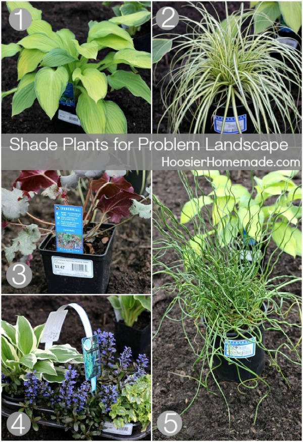 Shady areas of your yard can be difficult but it doesn't have to be if you know what type of plants you need. These Shade Plants will thrive and make your landscaping beautiful!