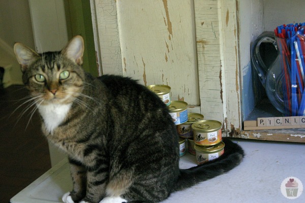 Sheba cat food discount quality