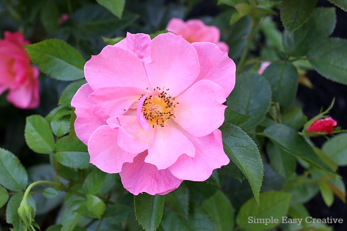 SUMMER CARE TIPS FOR ROSES 