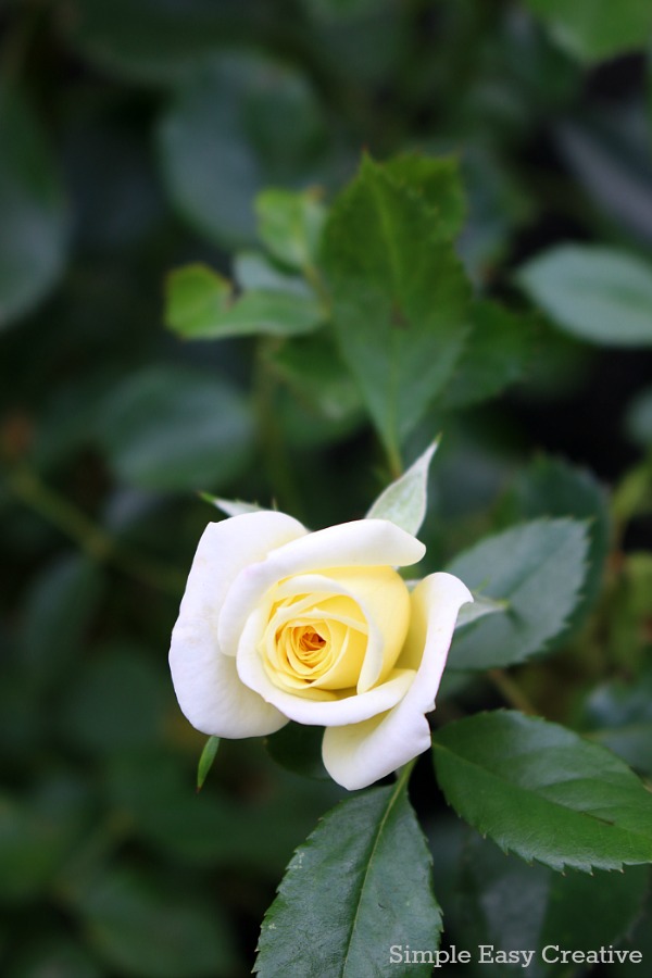 SUMMER CARE TIPS FOR ROSES -- Keep your roses blooming and thriving all summer with these easy tips!