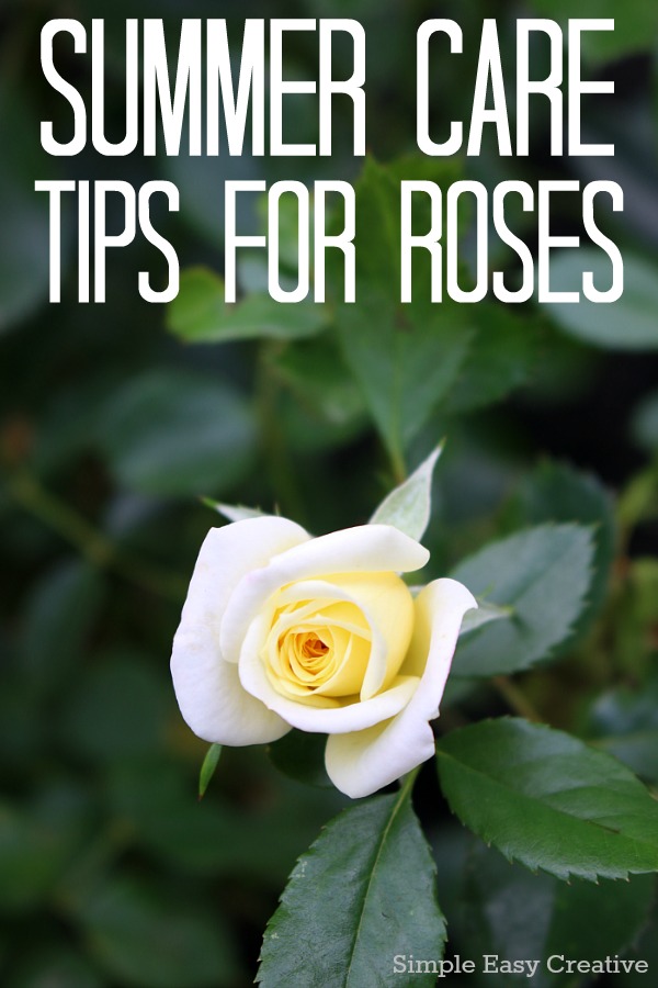 SUMMER CARE TIPS FOR ROSES -- Keep your roses blooming and thriving all summer with these easy tips!