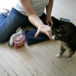 Temptations-Cat-Treats.Kali Temptations-Cat-Treats.Kali