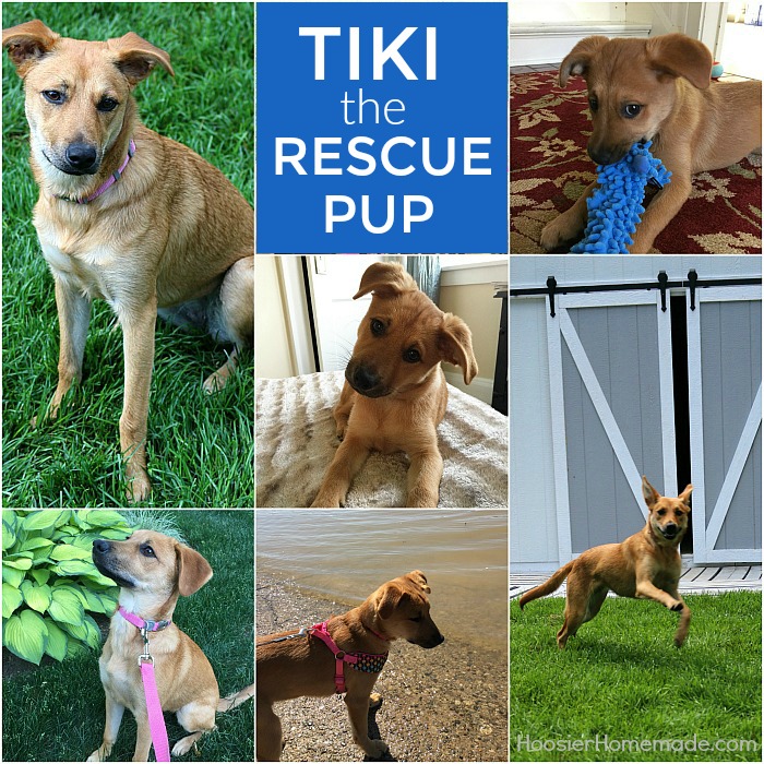 Tiki the Rescue Pup