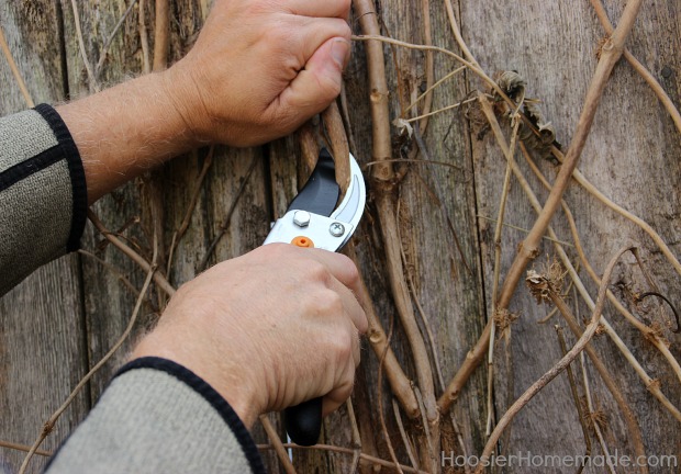 Cut back branches for Winter