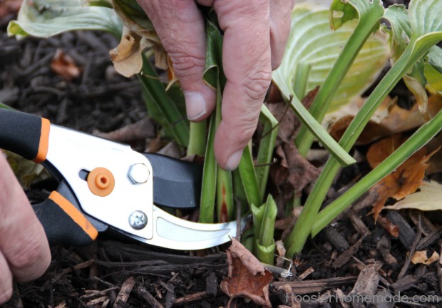 Cut back Perennials for Winter