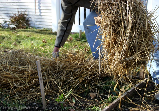 Spread straw on plants