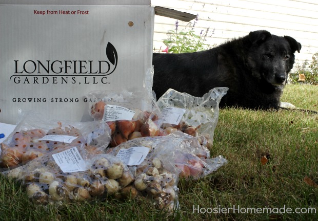 Planting Flowering Bulbs for Spring: Learn how on HoosierHomemade.com