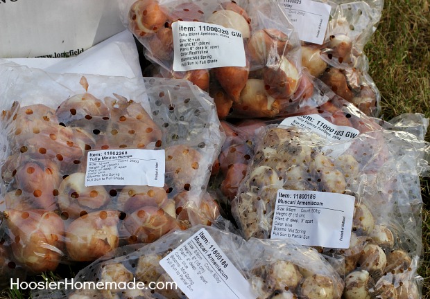 Planting Flowering Bulbs for Spring: Learn how on HoosierHomemade.com