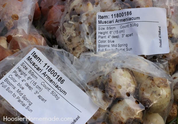 Planting Flowering Bulbs for Spring: Learn how on HoosierHomemade.com