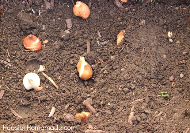 Planting Flowering Bulbs for Spring: Learn how on HoosierHomemade.com