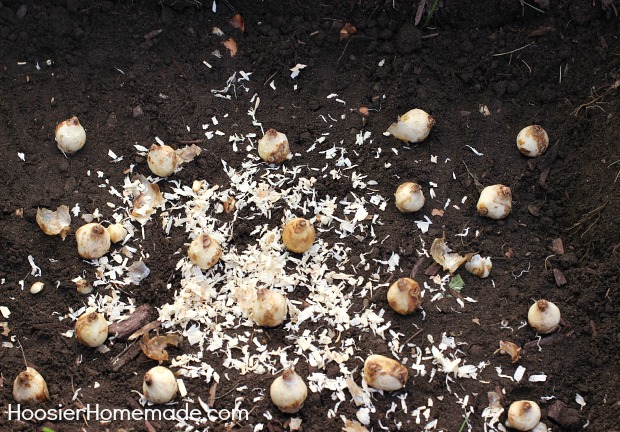 Planting Flowering Bulbs for Spring: Learn how on HoosierHomemade.com