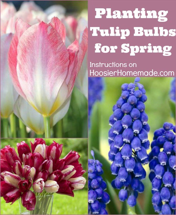 Planting Flowering Bulbs for Spring: Learn how on HoosierHomemade.com