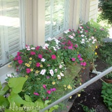 Window Boxes
