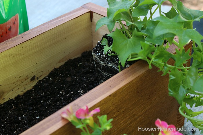 WINDOW BOX -- How to Plant a Window Box