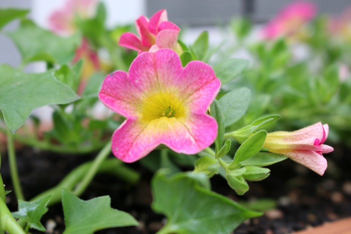 WINDOW BOX -- How to Plant a Window Box