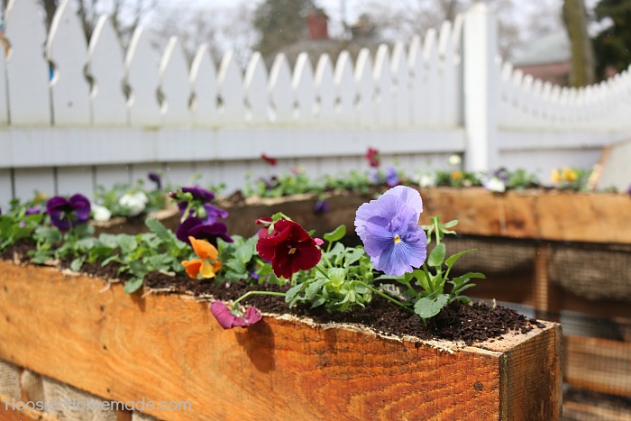 Pansies brighten up a Wooden Pallet Compost Bin