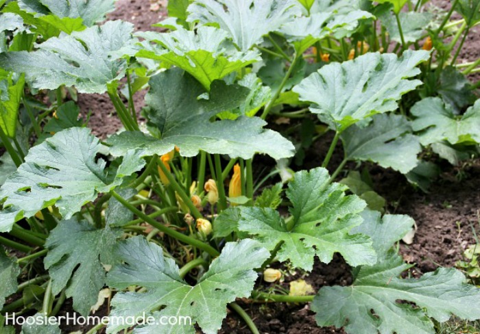 Zucchini Plant in Garden