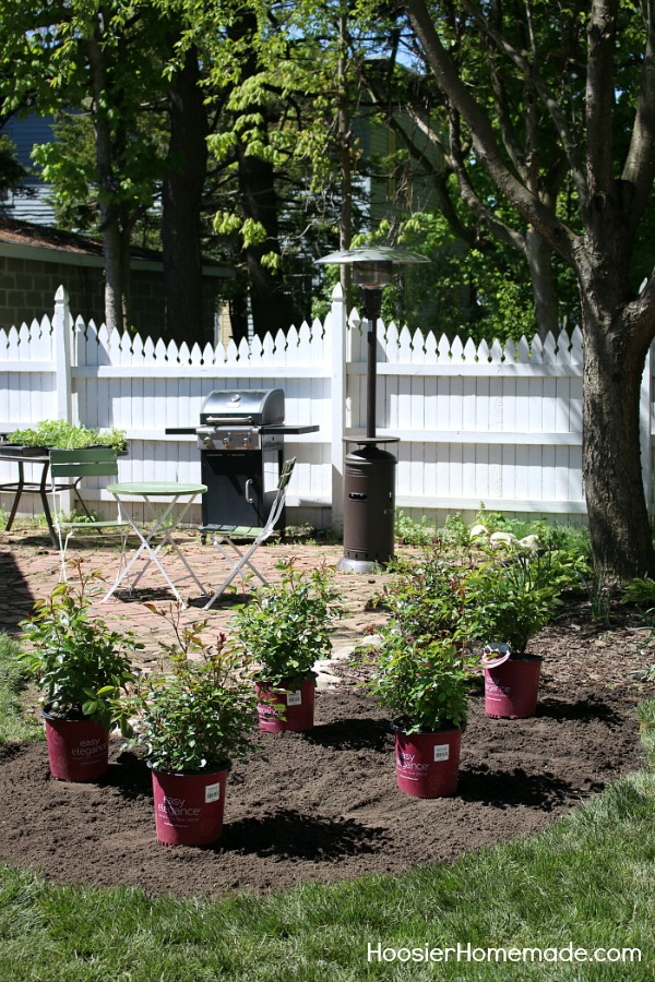 backyard rose garden plans