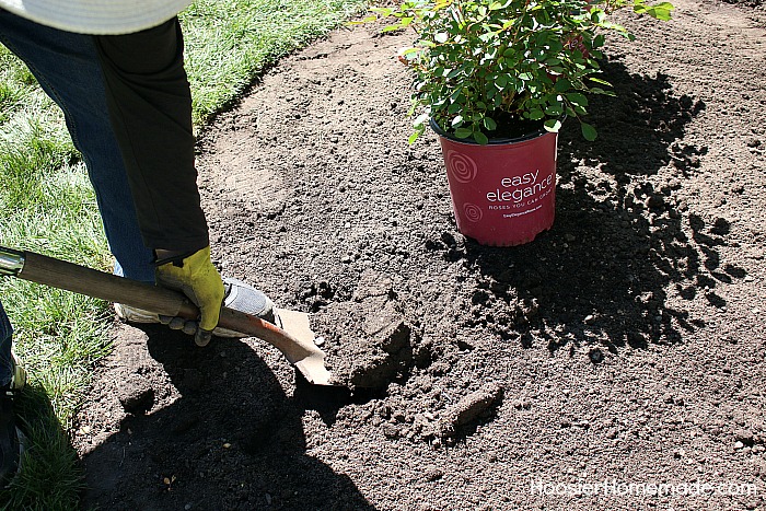 HOW TO DESIGN A SMALL ROSE GARDEN - Learn how to design and plant your own rose garden