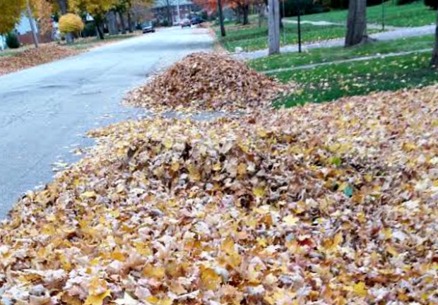 Clean up leaves
