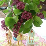 lilacs.3