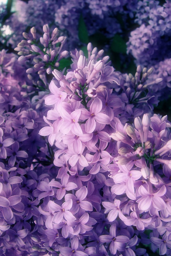 Edible Flower List -- Flowers are gorgeous! BUT did you know that you can EAT some of them? Learn about 7 flowers you can eat AND how to prepare them! 