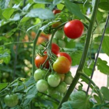 tomatoes.new