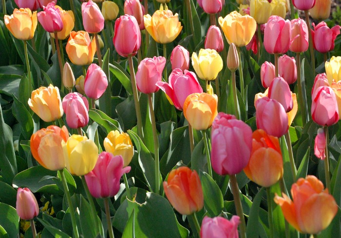 tulips-in-bloom.gardening