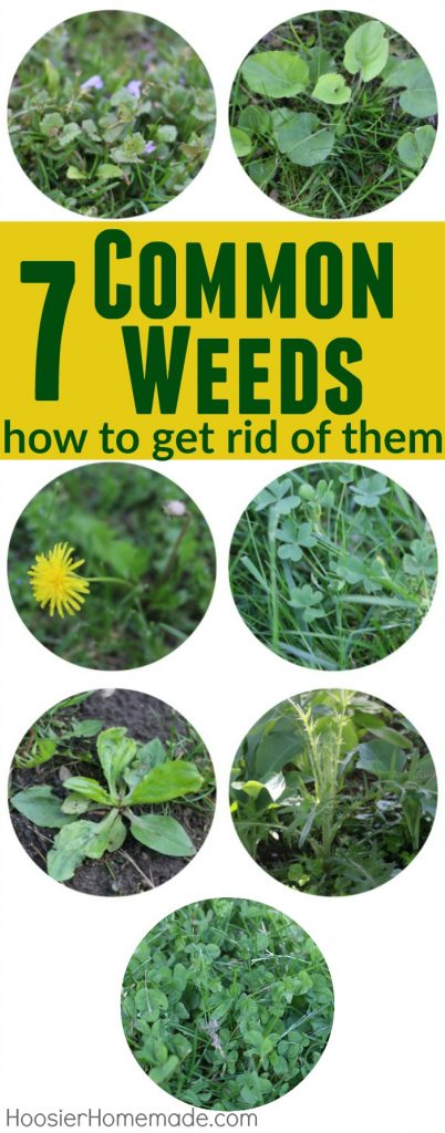 7 Common Weeds With Identification Pictures Hoosier Homemade 6471