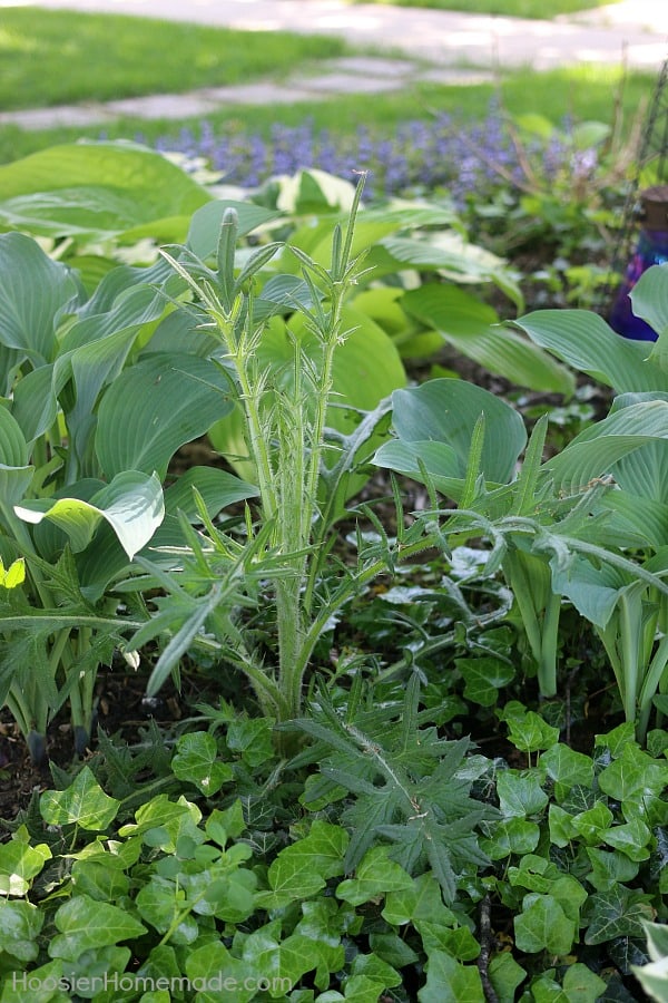 Weed in garden