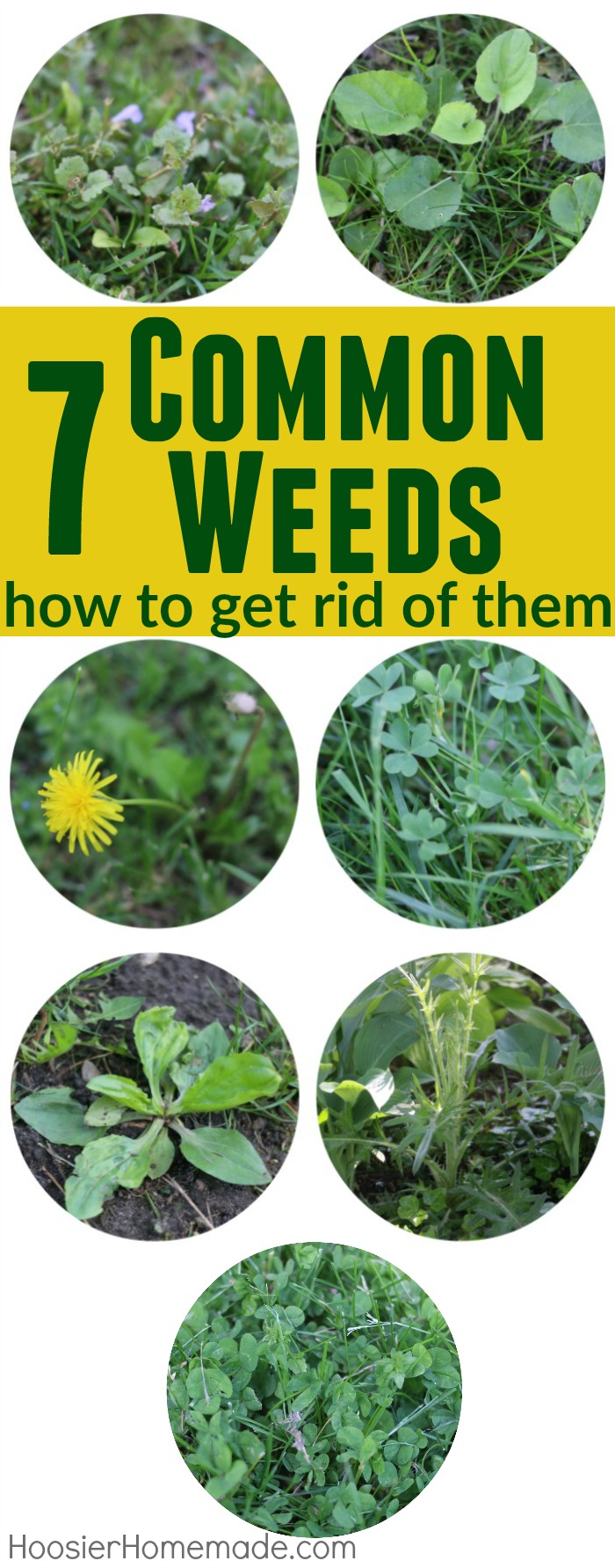 Common Weeds