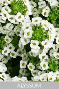 Alyssum