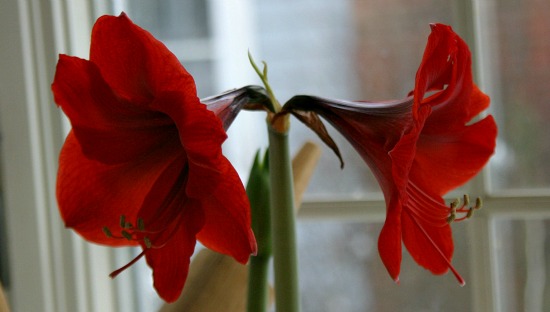 Inspiration Sunday: Amaryllis Flower