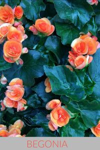 Begonia