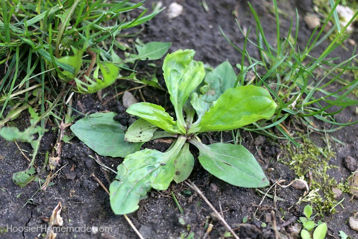 7 Common Weeds with Identification Pictures - Hoosier Homemade