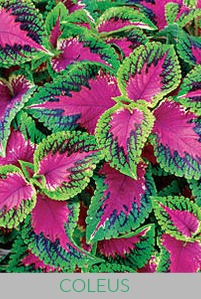 Coleus