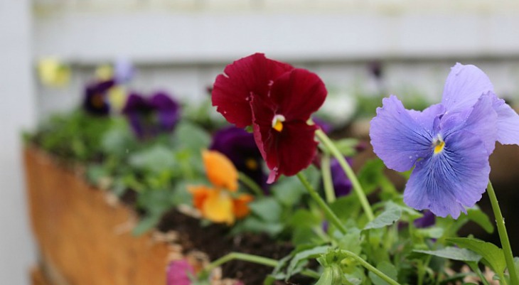 Plants for People with Allergies