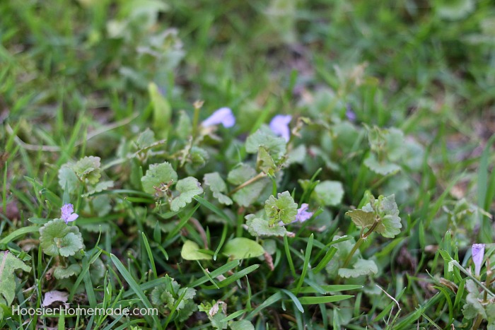 7 Common Weeds with Identification Pictures